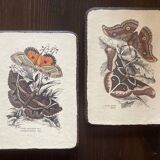 Set of 2 wooden boards with butterfly botanical board
