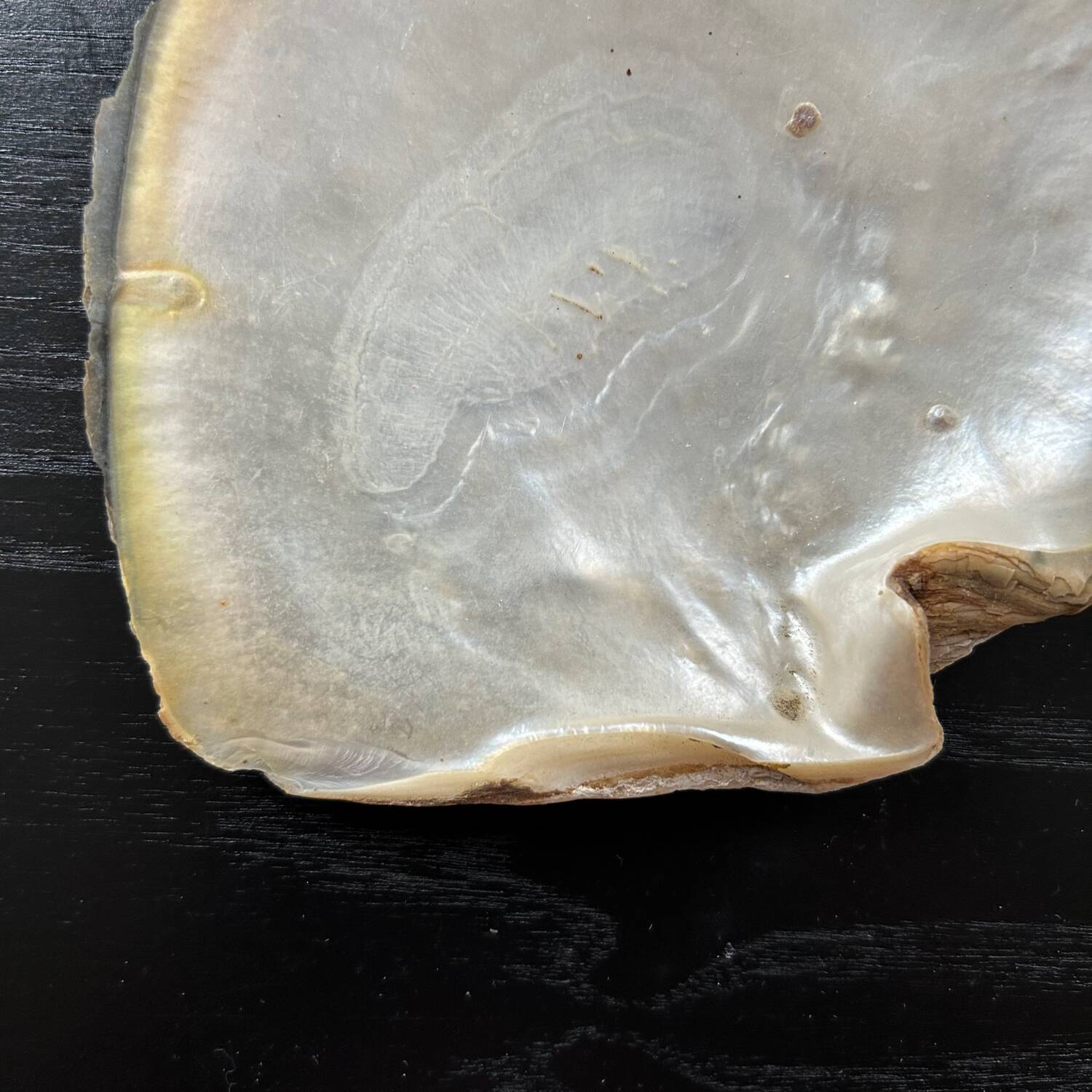Mother-of-pearl shell pocket