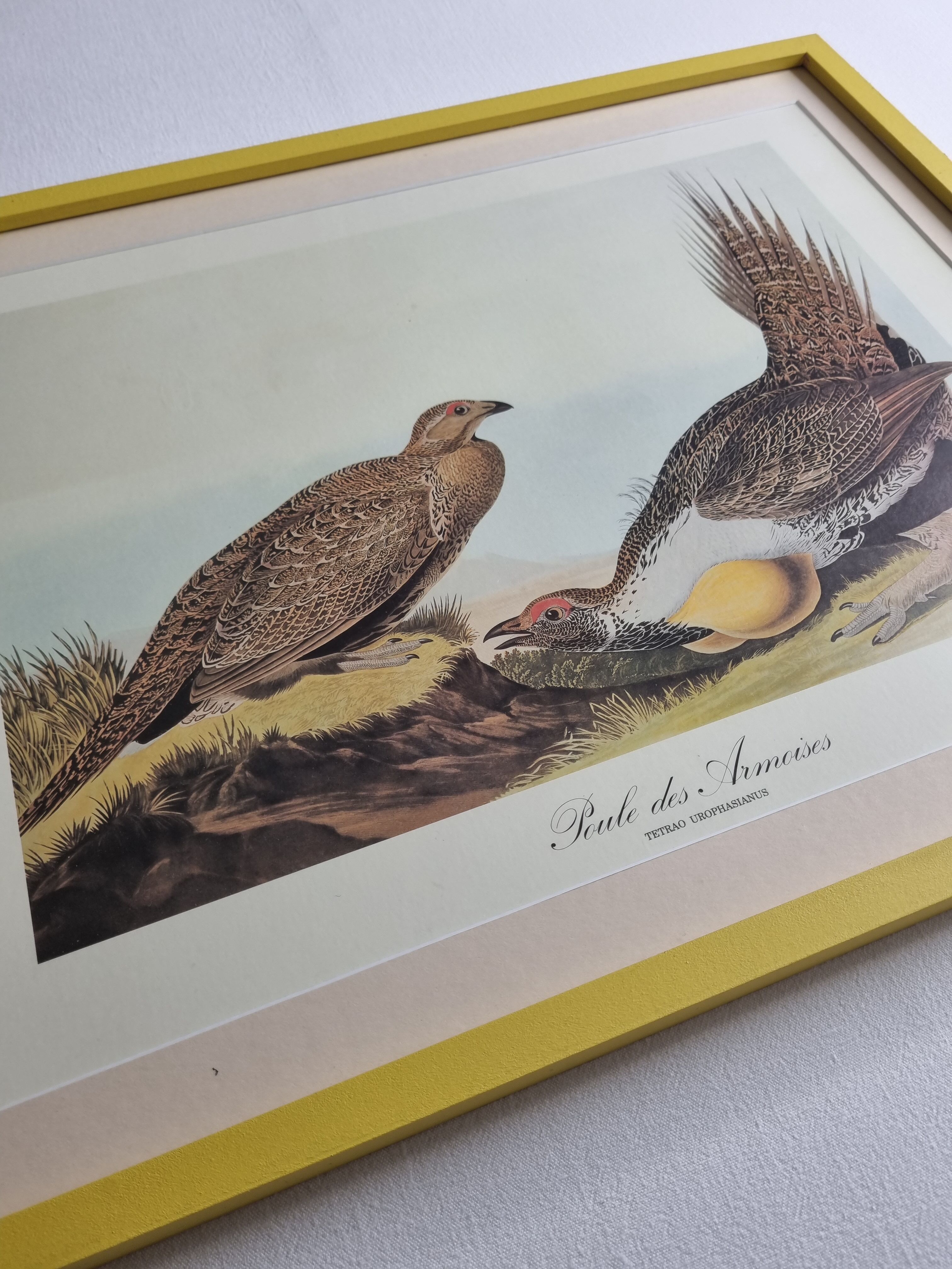 Vintage reproduction after Jean-Jacques Audubon, ornithology, Poule des armoises