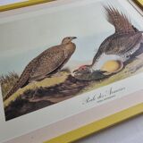 Vintage reproduction after Jean-Jacques Audubon, ornithology, Poule des armoises