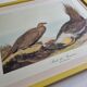 Reproduction vintage d'après Jean-Jacques Audubon, ornithologie, Poule des armoises