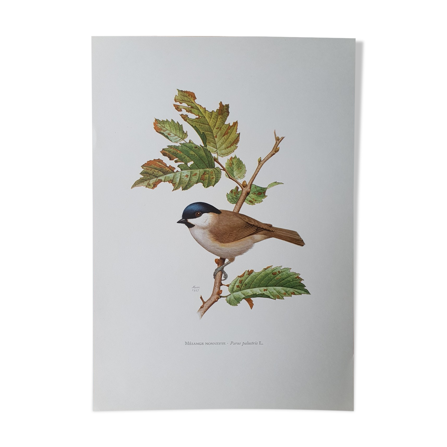 Chickadee bird board