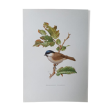 Chickadee bird board
