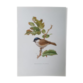 Chickadee bird board