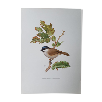 Chickadee bird board