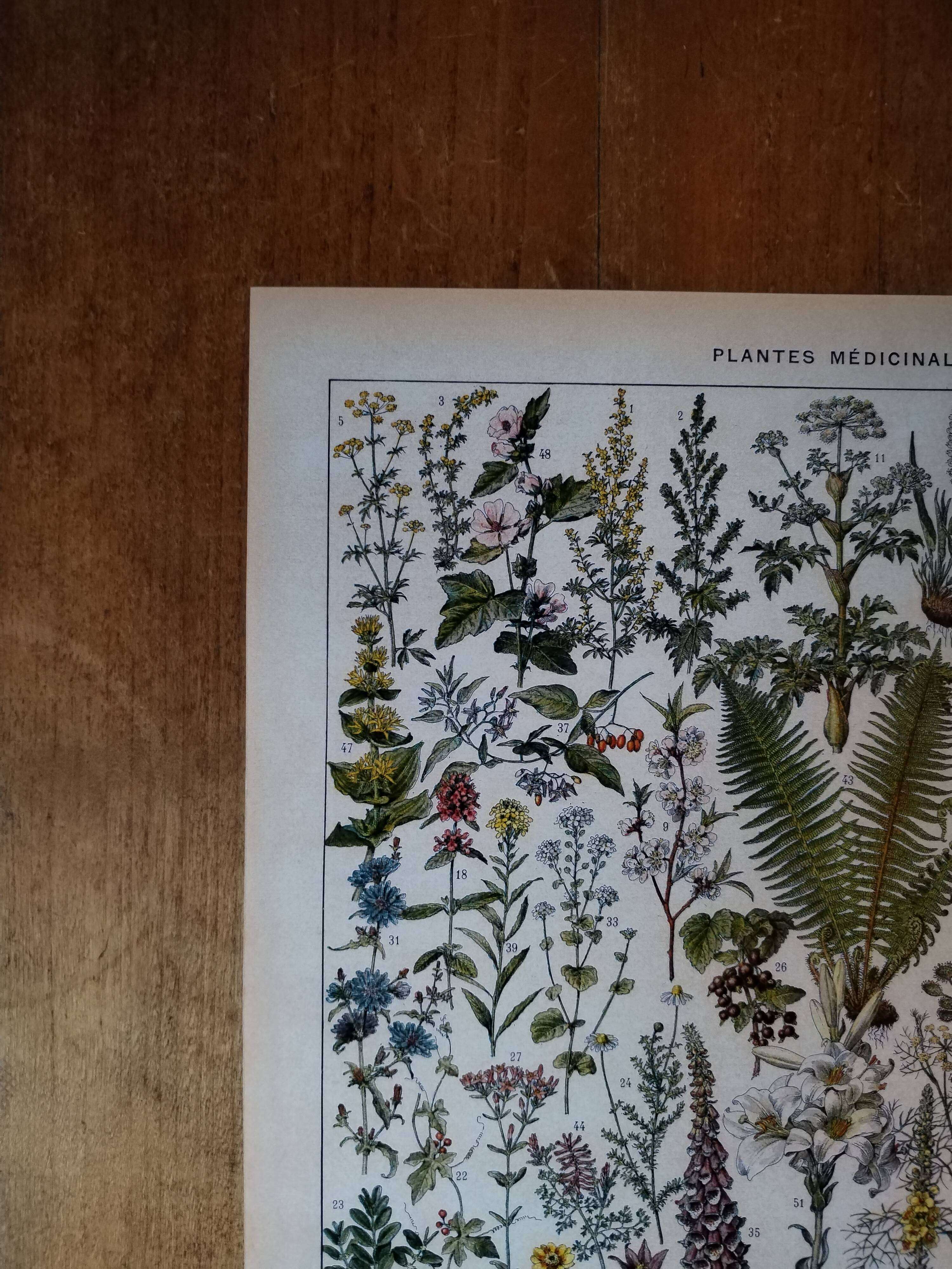 Original lithograph on medicinal plants (1)