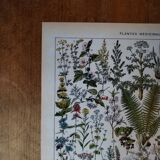 Original lithograph on medicinal plants (1)