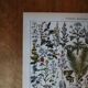 Original lithograph on medicinal plants (1)