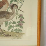 Tableau vintage aquarelle ducks of terronblan monbaly dayelle