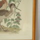 Tableau vintage aquarelle canards de terronblan monbaly dayelle