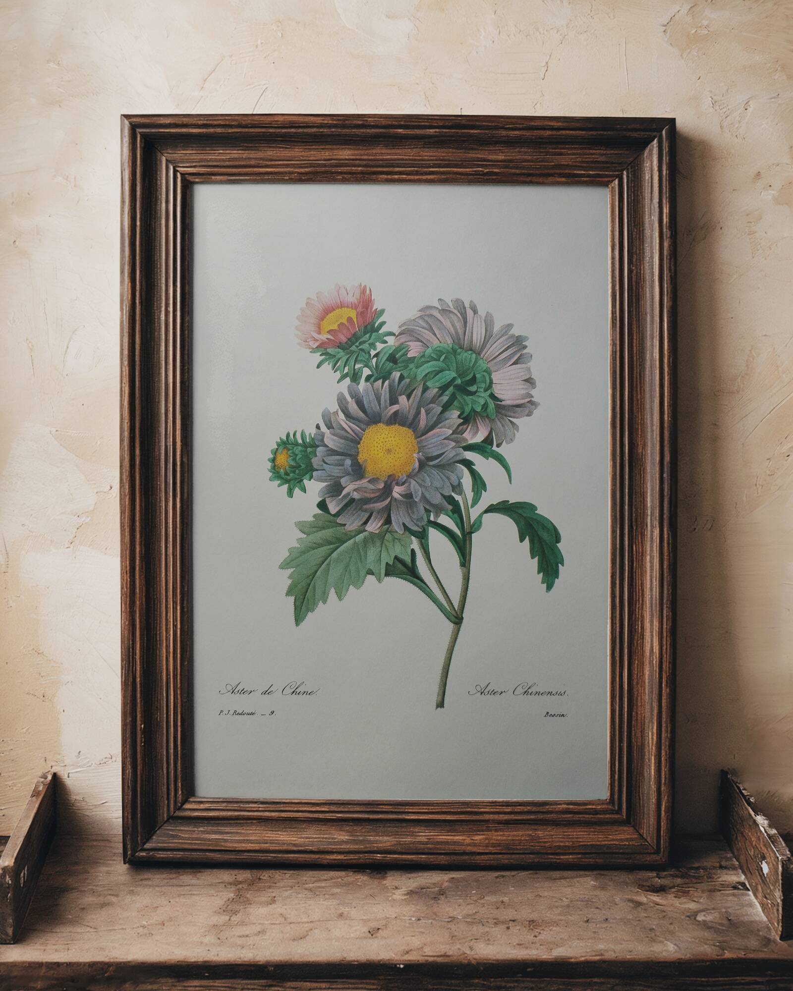 Planche illustrée originale Aster de Chine