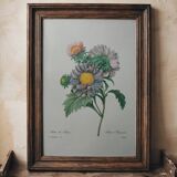 Planche illustrée originale Aster de Chine