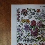 Original lithograph on flowers (2)