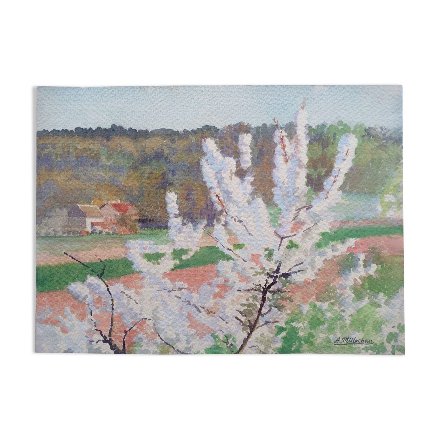 Cherry blossom branch. Gouache on signed paper