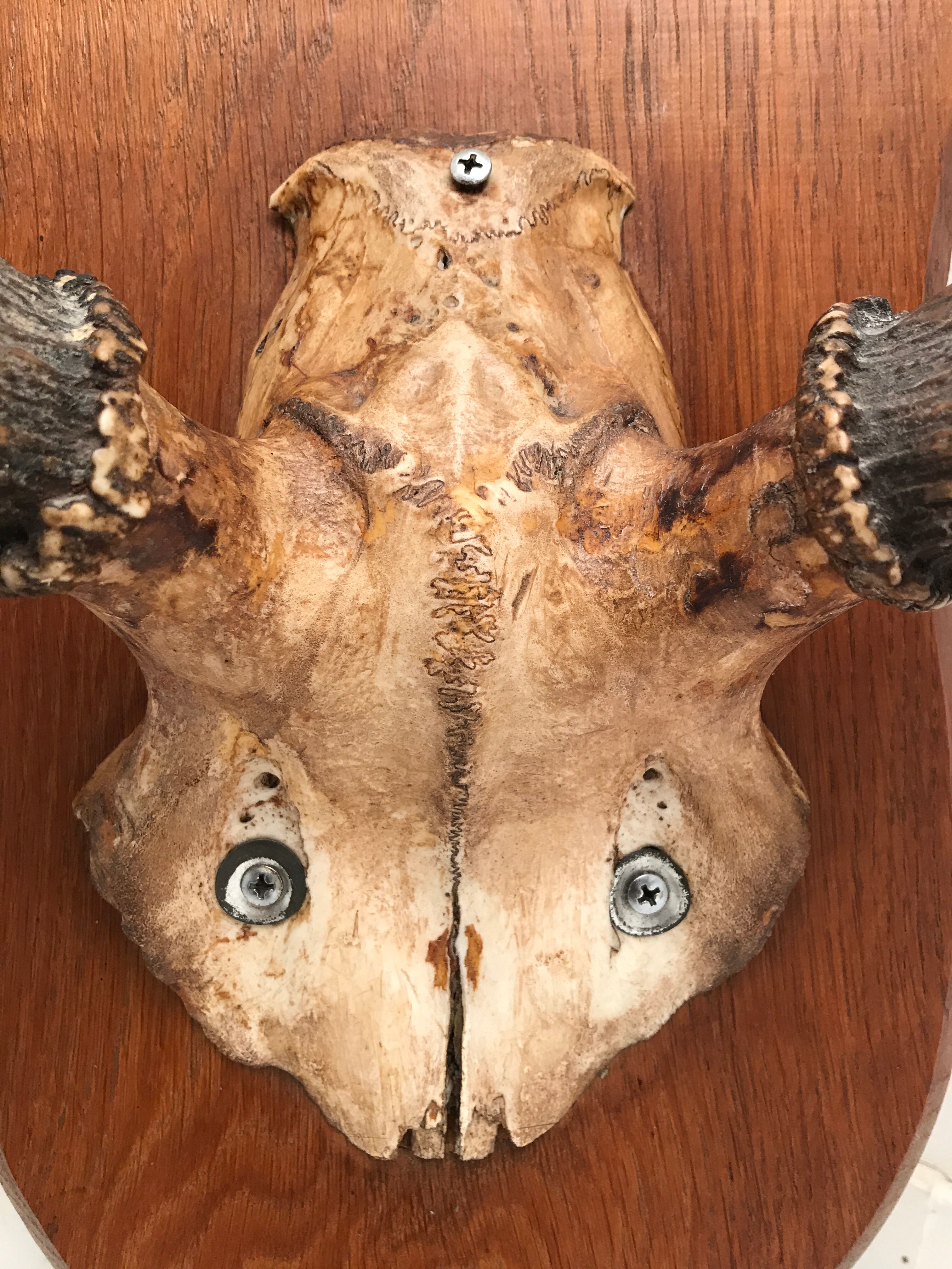 Deer trophy on wooden base 1960