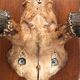 Deer trophy on wooden base 1960