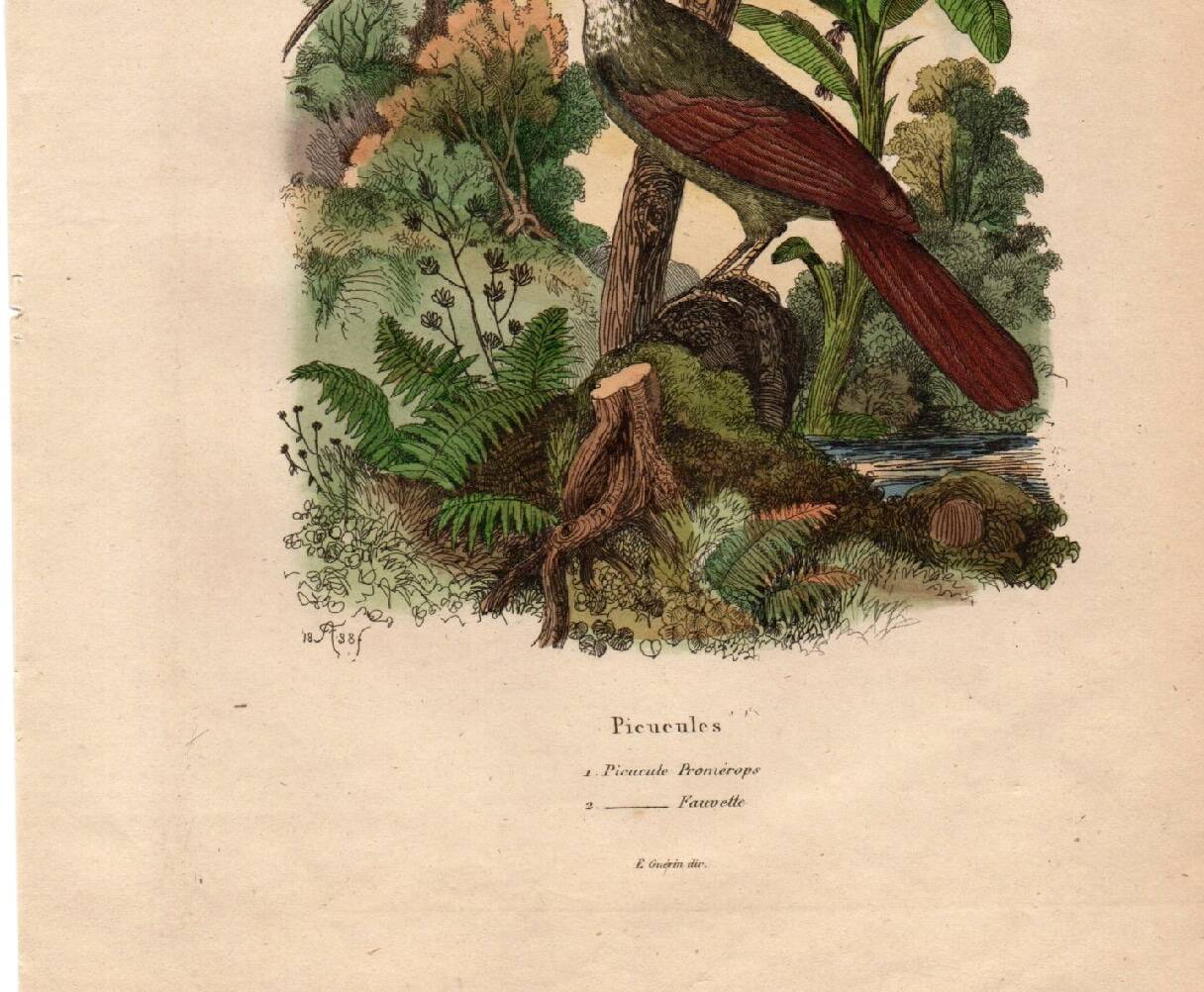 Old engraving from 1839 - Picucules by A. Fries