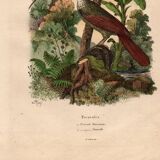 Old engraving from 1839 - Picucules by A. Fries