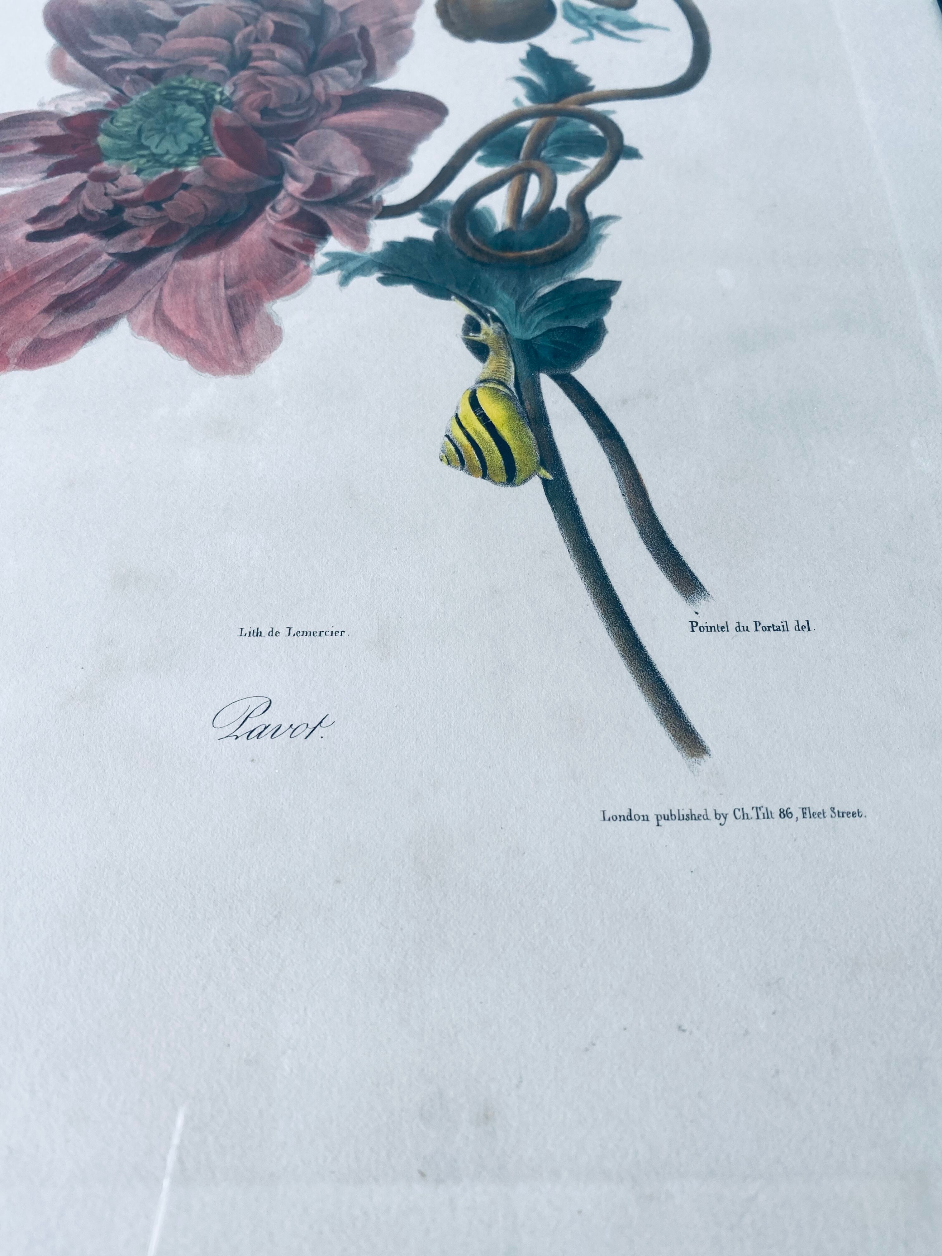 Ancient lithograph framed flower and snail