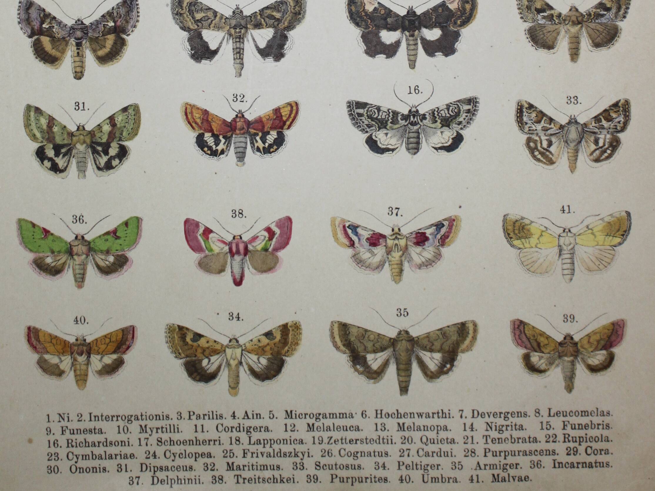 Old plate of Butterflies - Lithograph from 1887 - Neither - Original illustration
