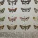 Old plate of Butterflies - Lithograph from 1887 - Neither - Original illustration