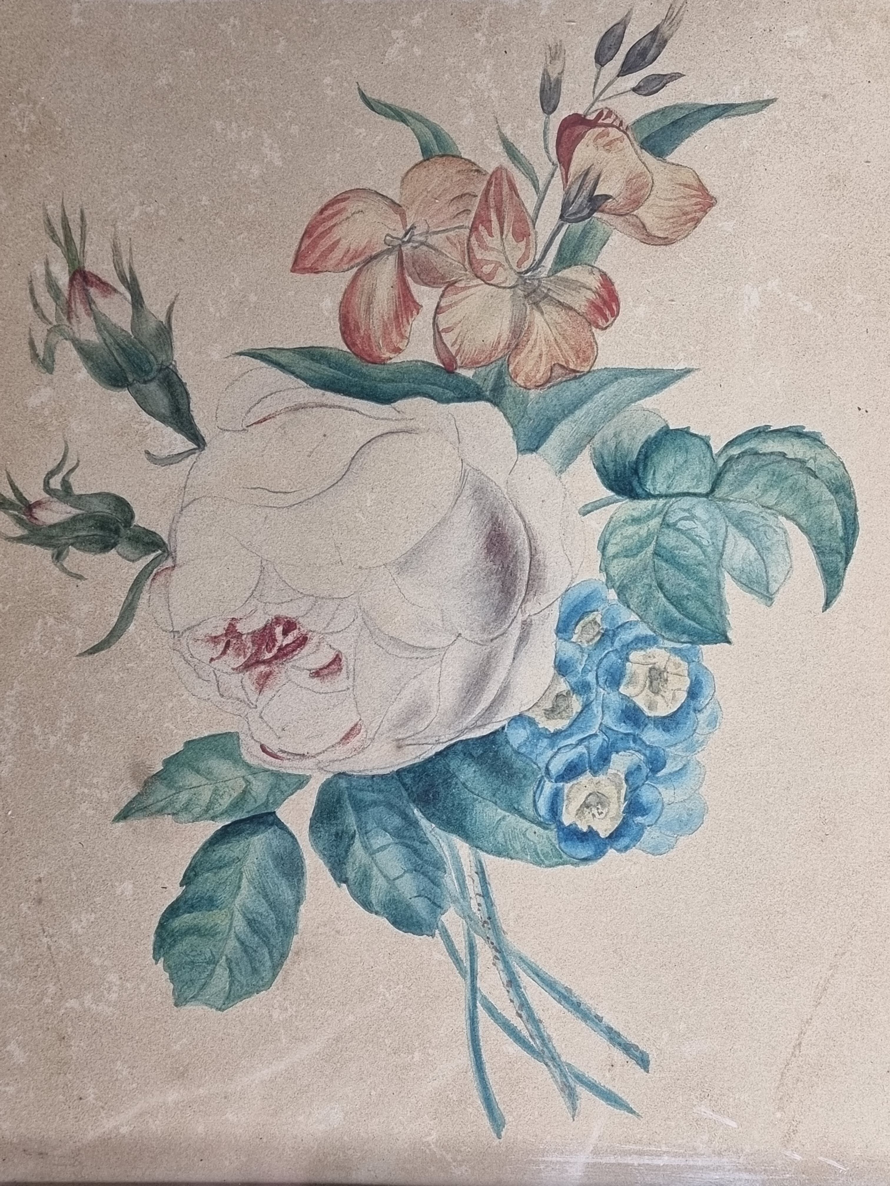 Original framed drawing from the beginning of the 19th century inspired by the work of Pierre-Joseph Redouté