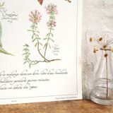 Botanical herbal tea