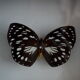 Papillon naturalisé de 1997