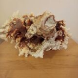 White coral from the 70s