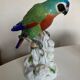 19th century Saxony porcelain parrot signed