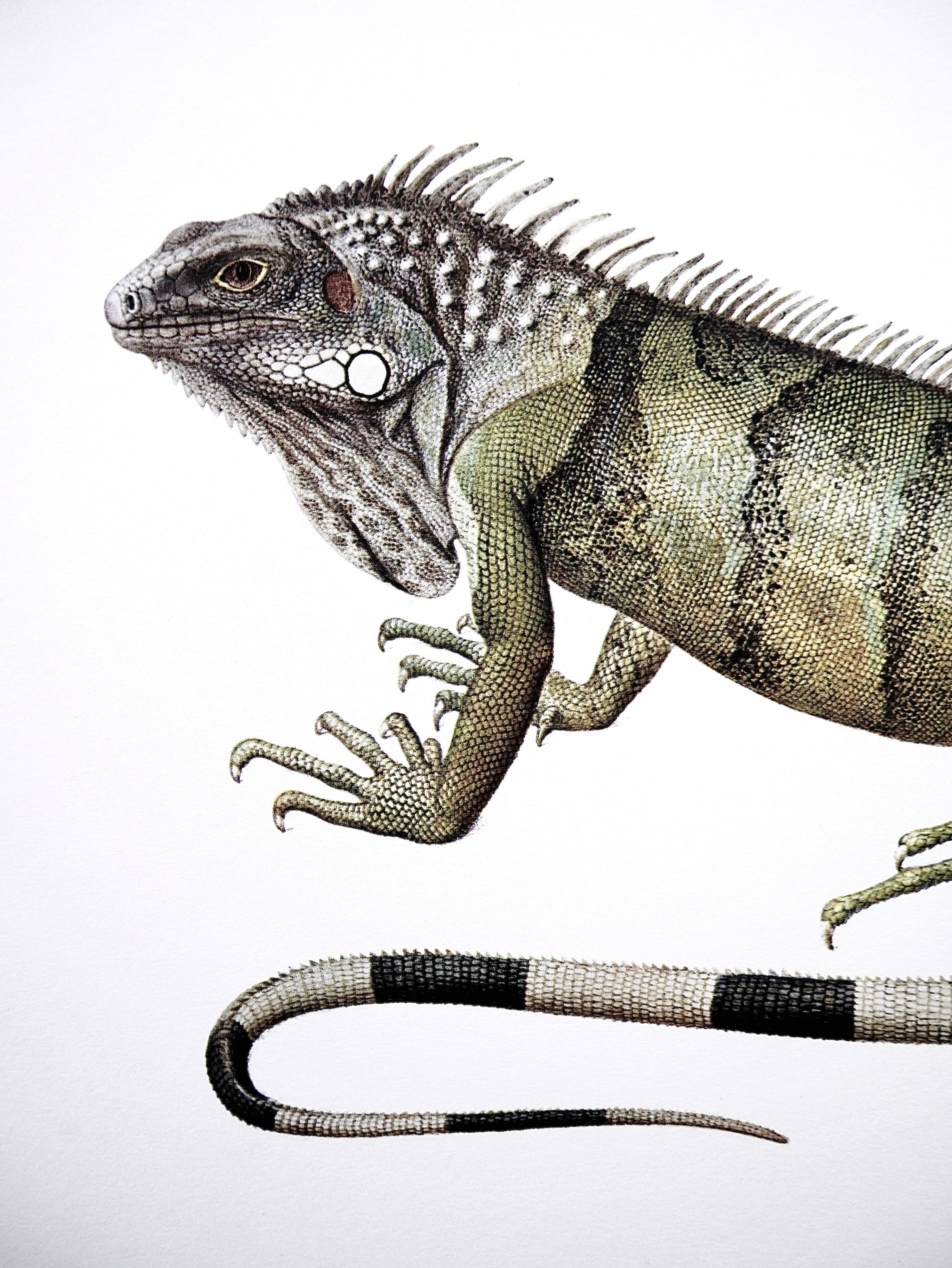 Bestiary Iguane board