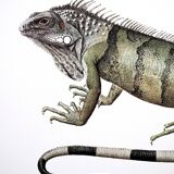 Bestiary Iguane board