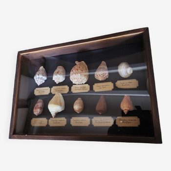 Fossils educational frame with collection of shells