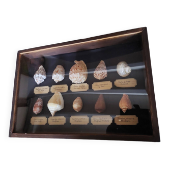 Fossils educational frame with collection of shells