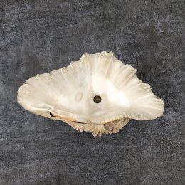 Empty pocket shell shell old