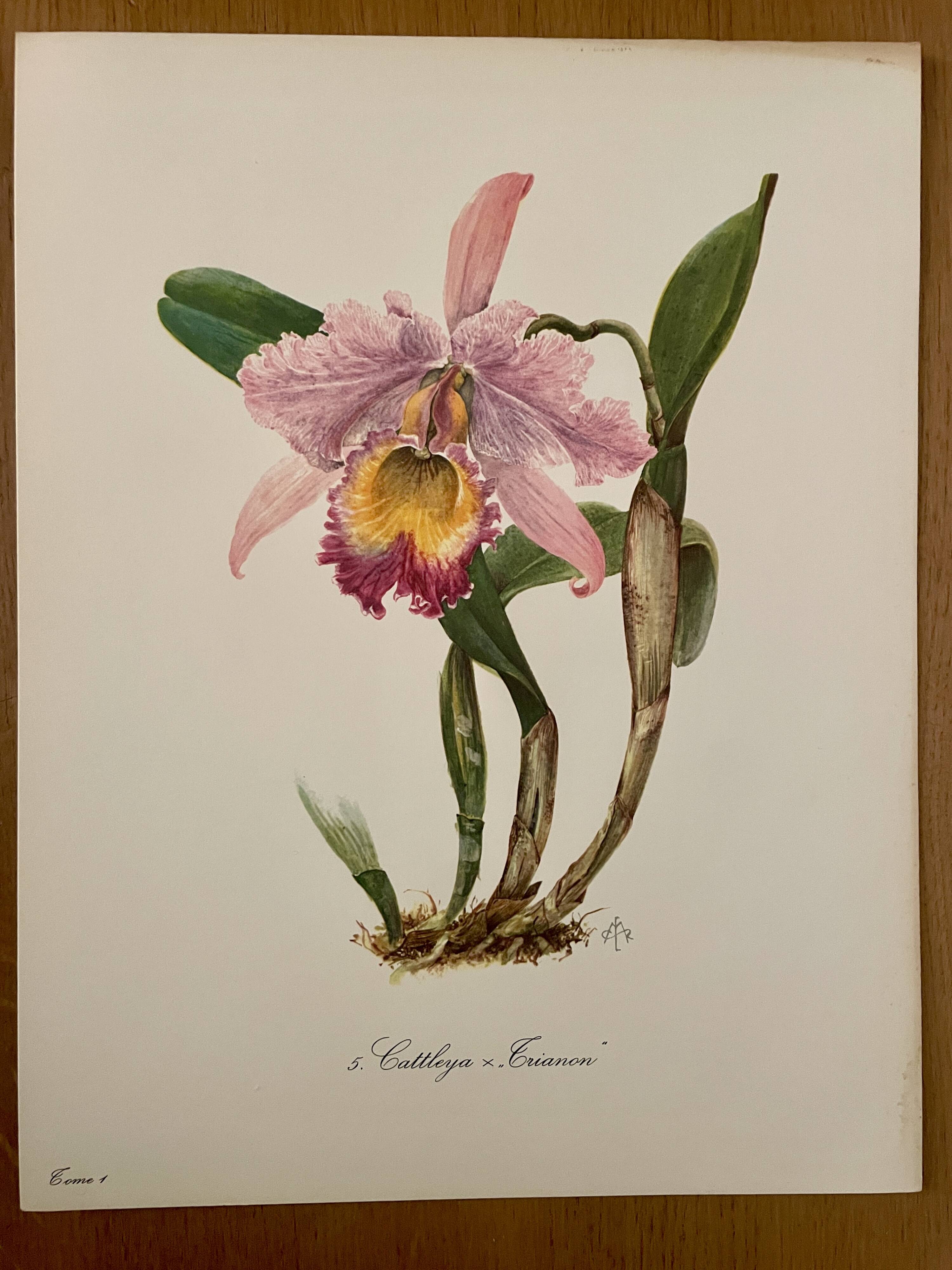 Watercolor of the orchid of Central and South America - 1960