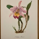 Watercolor of the orchid of Central and South America - 1960