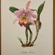 Watercolor of the orchid of Central and South America - 1960