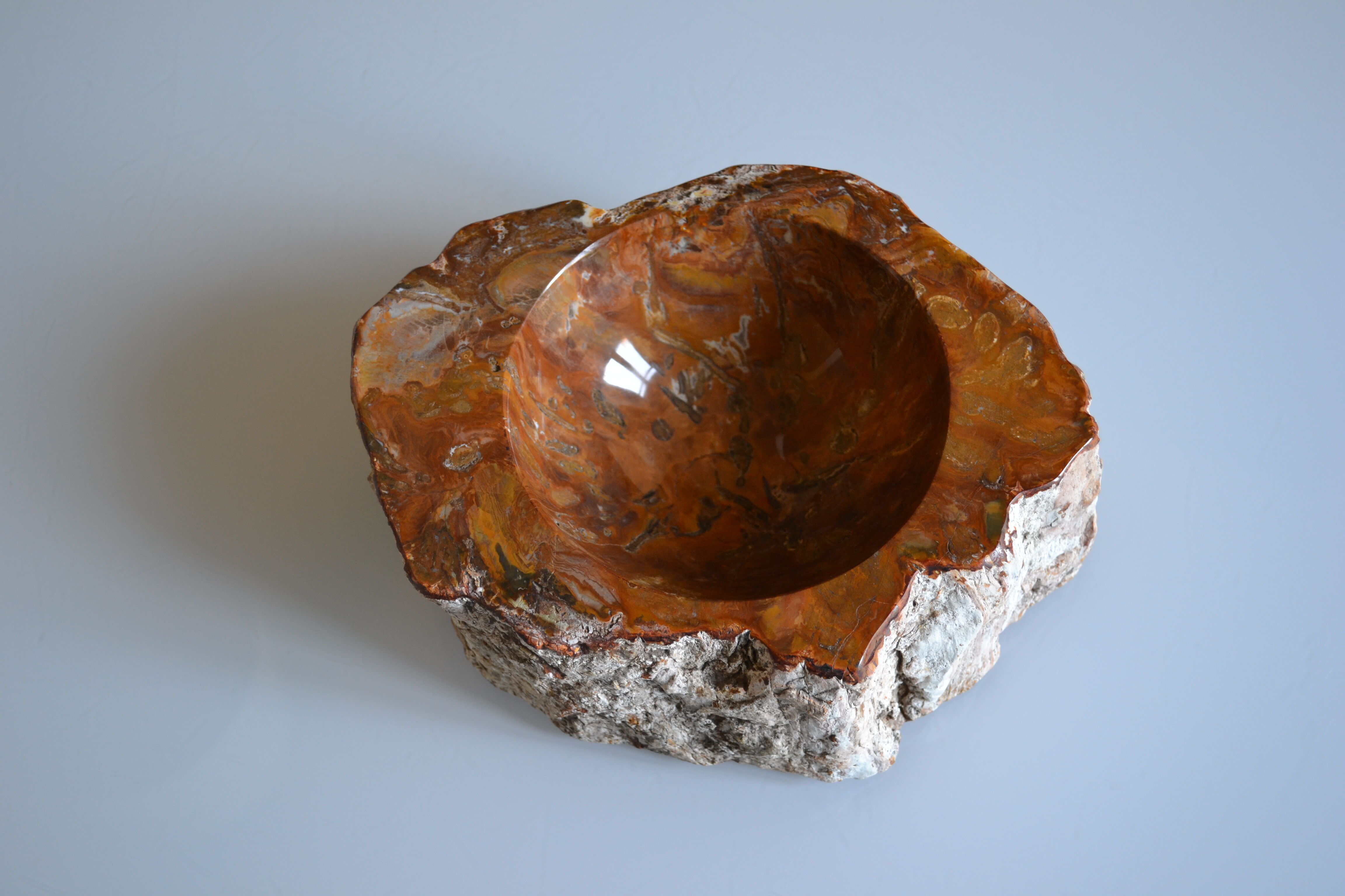 Empty pocket or ashtray in fossilized wood