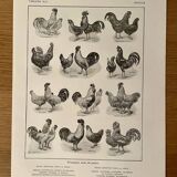Lithograph on chickens - 1920