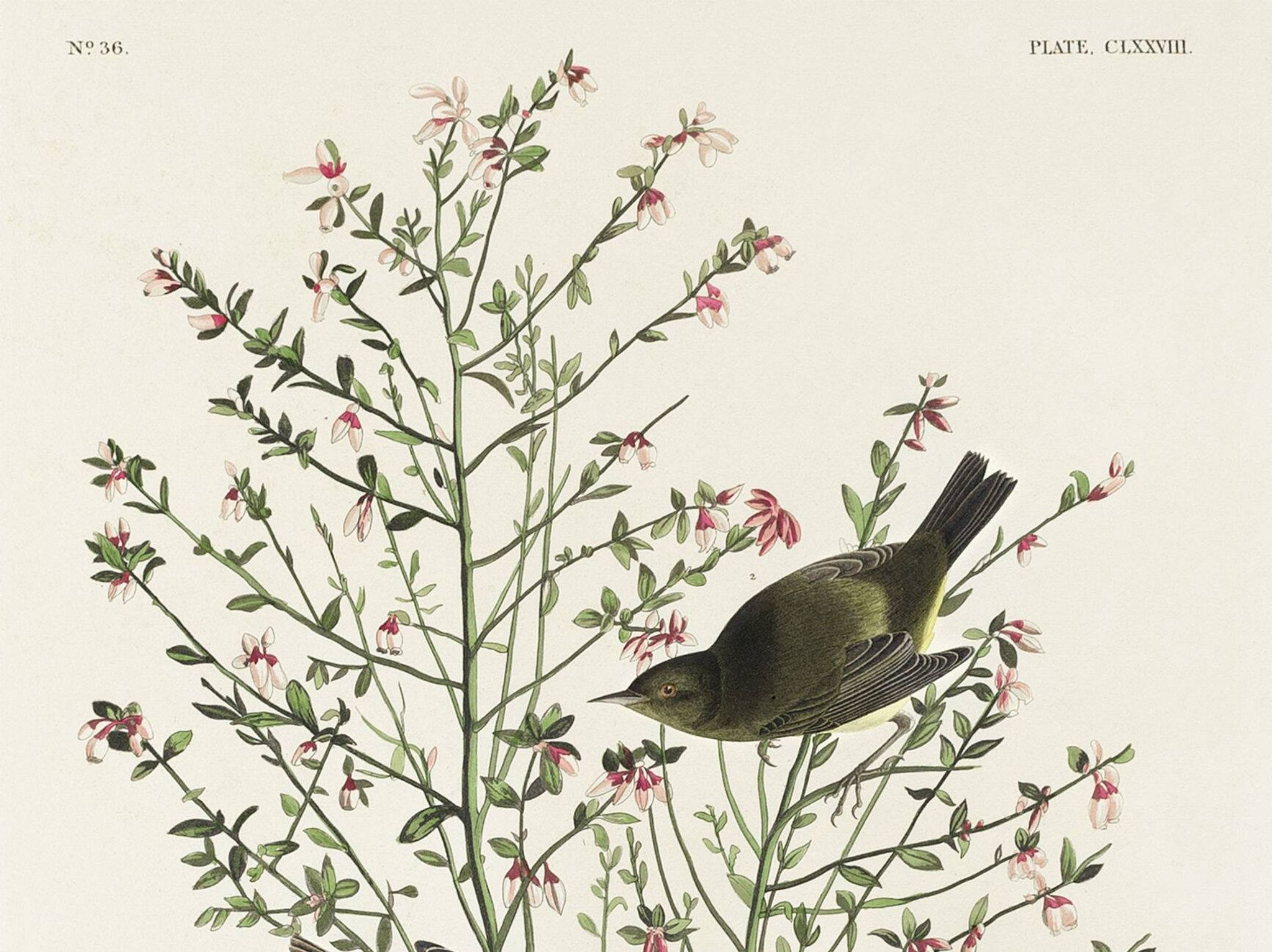 Poster of the Orange-crowned Warbler, after an old engraving