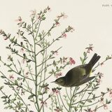 Poster of the Orange-crowned Warbler, after an old engraving