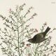 Poster of the Orange-crowned Warbler, after an old engraving