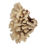 White coral from the 70s