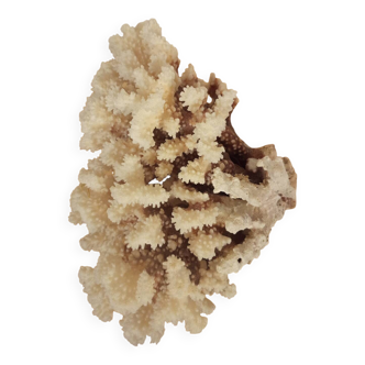 White coral from the 70s