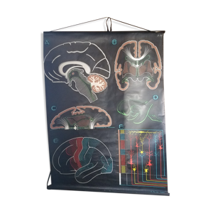 Affiche scolaire S35 le Cerveau