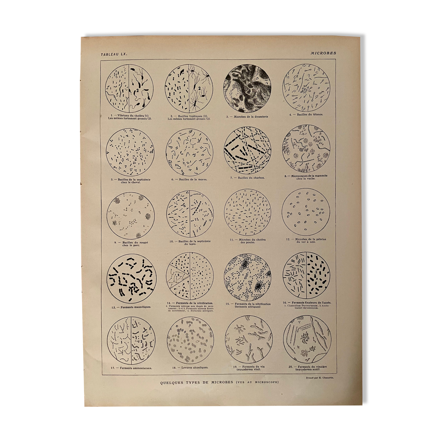 Lithograph on microbes from 1921