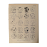 Lithograph on microbes from 1921