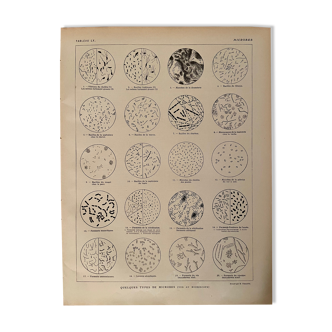 Lithograph on microbes from 1921