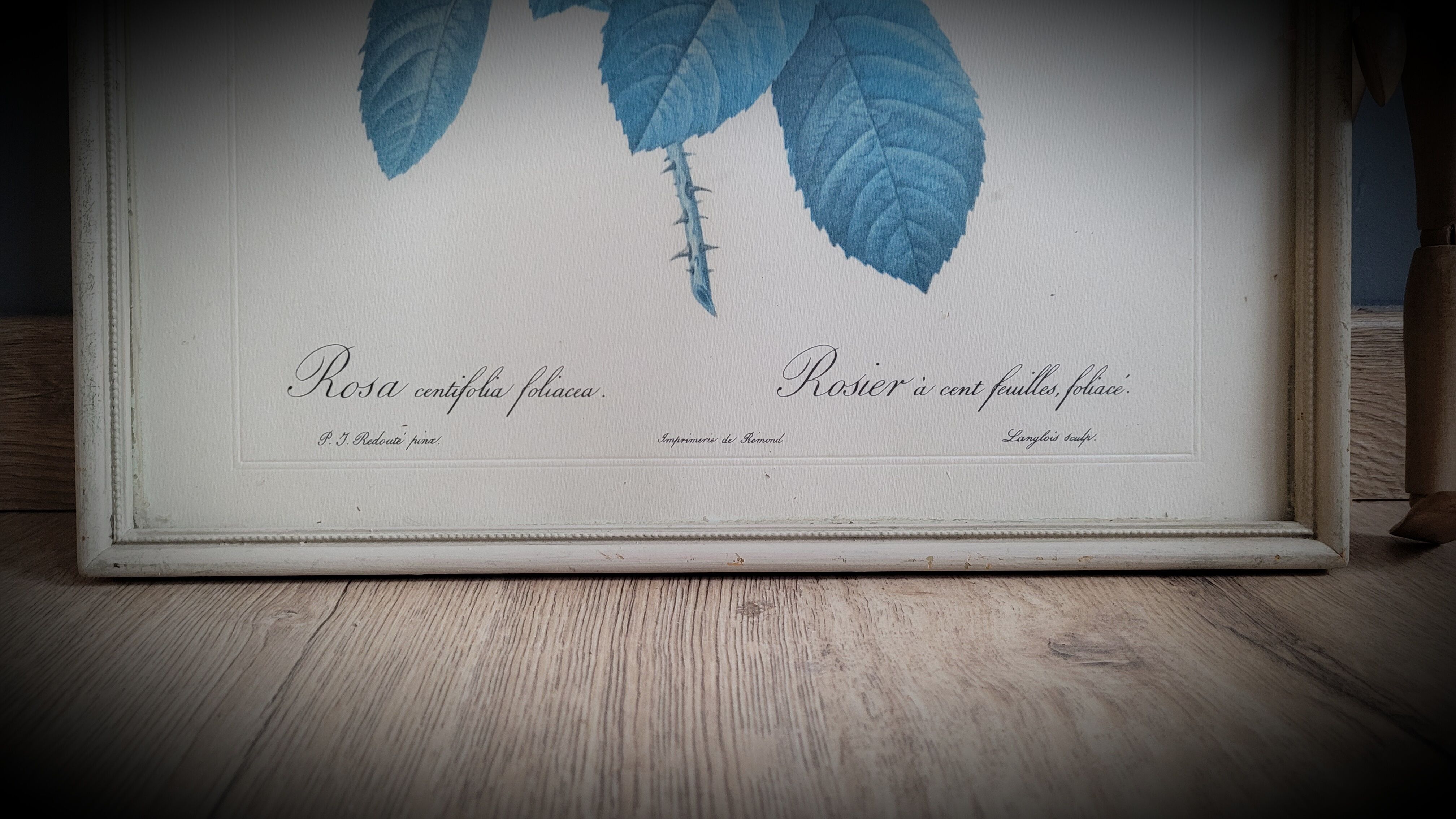 Frame illustration rose one hundred leaves foliaceous